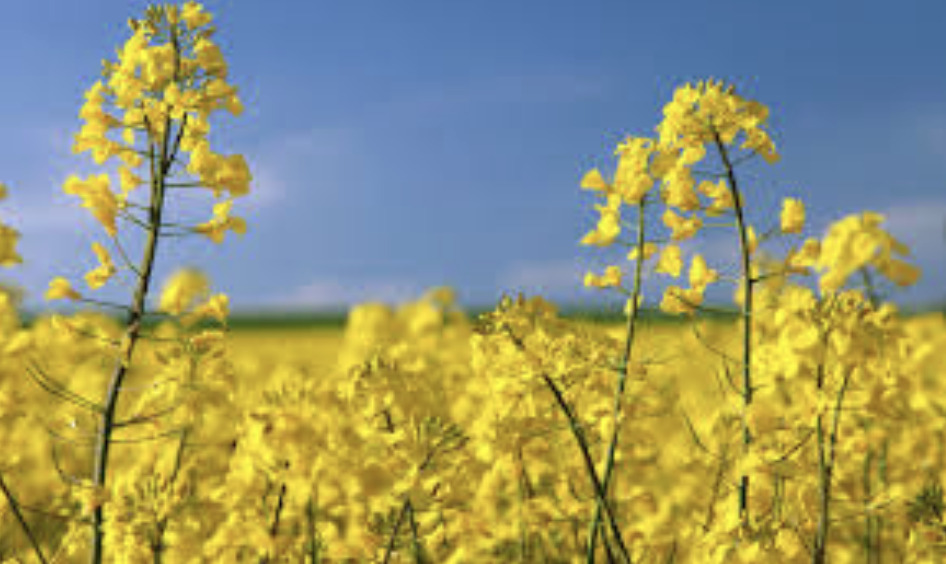 canola